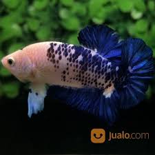 About 1% of these are aquariums, 0% are aquariums equipments, and 0% are decorations & ornaments. Ikan Cupang Hias Plakat Blue Rim Panda Galaxy Medan Jualo