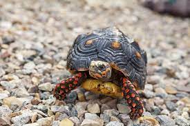 Red Footed Tortoises Have Tremendous Long Term Memories Earth Com