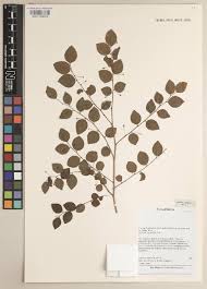 Image result for Phyllanthus hutchinsonianus
