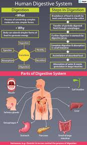 Researchers are trying to project a model for early prediction of liver disease utilizing various machine learning approaches. Human Digestive System Parts Functions And Organs