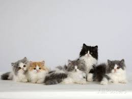 Black And White Persian Cat Persian Cat Five Kittens Silver And White Black And White And Ginger And White Sitting In Line Photographic Print By Petra Wegner Cats Cats Kittens Kittens