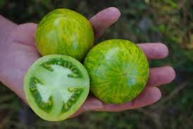They should be fully colored and firm and picked regularly to avoid overloading plants. Green Zebra Culinaris Saatgut Fur Lebensmittel