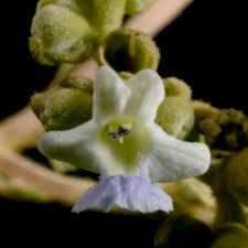 Image result for Vitex strickeri