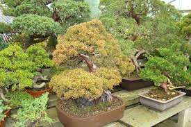 Starting a bonsai from seed: Herons Bonsai Nursery Near Lingfield Hints And Tips