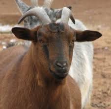 We did not find results for: Goat Breeds Pygmy Goats