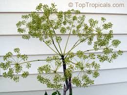 Image result for Steganotaenia