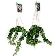 130mm Hoya Carnosa Rope I N 3752166 Bunnings Warehouse Climbing Plants Plants Evergreen Climbers