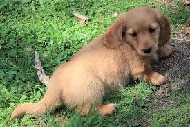 We also have a variety of colors such as red, black and tan, chocolate and tan, and cream. Looking Tan Long Haired Miniature Dachshund Puppy Sausage Dog Pet Hair Sweet Cute Friend Blue Eyes Pikist