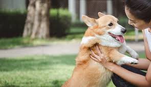 The pet health center of tiffin is a small animal veterinary clinic in tiffin, ia which opened in september 2015. Ambavu Pet Care Center Kannur Cat Dog Boarding