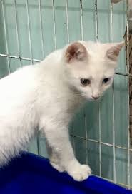 Marsha Guzik Adli Kullanicinin Van Kedisi Paylasim Sayfasi Page Sharing Van Cats In Turkey Panosundaki Pin Kedi