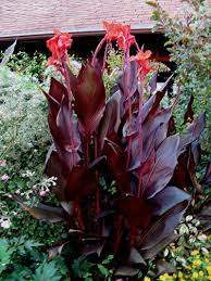 Canna Australia In 2020 Plants Herbaceous Perennials Plants In Australia