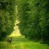 Download wallpapers deer for desktop and mobile in hd, 4k and 8k resolution. 1