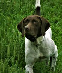 The german shorthaired pointer has mysterious origins but their source may have been the german bird dog, who was related to the old spanish pointer along with a variety of cross breeding with local german track and trail dogs and scent hounds. German Shorthaired Pointers For Sale Muddy Creek Kennel Home