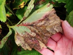 They usually stick to the lower leaves of the plants. Strawberry Plant Diseases Bacteria Fungi Molds Viruses