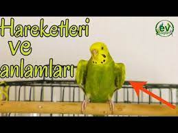 muhabbet kusu davranislari hareketlerinin anlami youtube muhabbet kuslari kusu kus kanatlari
