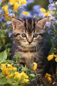 Garden Kitty Katzen Niedliche Tierbabys Katzen Sitting