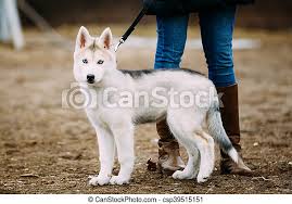 At the time of publication of this article, white husky dogs with blue eyes from … puppies should be fed three to four times a day therefore if you are currently feeding ¾ a cup of puppy food twice a day you should consider spacing it out by feeding ½ cup three times a day. Young Funny White Husky Puppy Dog With Blue Eyes Play Outdoor In Autumn Park Canstock