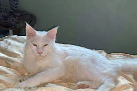 Cat behaviorist ingrid explained that older cats need easy access to food, water, and their litter; B100 000 Reward For Missing Cat