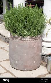Image result for rosemary container