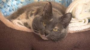 Get a ragdoll, bengal, siamese and more on kijiji, canada's #1 local classifieds. Fairytale Ending For Fat Cat Mitzi Returned Four Times Bbc News