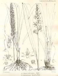 Image result for Chlorophytum zingiberastrum