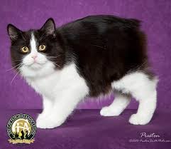 One is fat and sassy, the other a bit more sleek. Manx The Cat Fanciers Association Inc