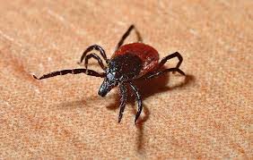 It comes in tablet form too which are good to put in hard to reach places. Is Boric Acid Safe For Pest Control Use Around The Home