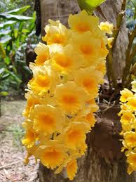 Image result for Dierama densiflorum