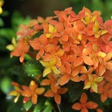 Image result for Ixora praetermissa