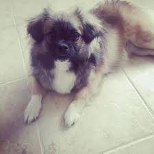 Foks Pet Hotel Maltepe Istanbul 0 538 378 00 Birmilyonnokta