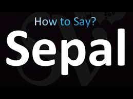 Cotyledon | Definition, Description, Function, Examples, & Facts |  Britannica