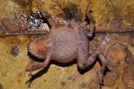 Image result for Pristimantis bambu