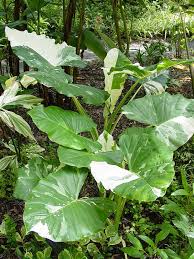 Rare Variegated Elephant Ear Alocasia Macrorrhiza Variegata Large 6 Pot Elephant Ear Plant Plants Elephant Ears