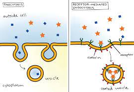 Pinocytosis Literally Cell Drinking Is A Form Of Endocytosis And Rme Biology College Biology Units Khan Academy