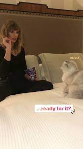 Yes I M Standing By Taylor Swift Cat Taylor Swift Pictures Taylor Swift Fan