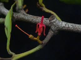 Image result for Helixanthera