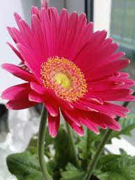 From pink peonies to pink roses, you'll find photos & info on 21 different types of pink flowers. Pink Sunflower Pink Sunflowers Love Flowers Happy Flowers