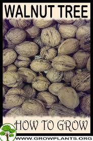 Check spelling or type a new query. Walnut Tree How To Grow Care