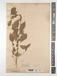 Image result for Acalypha fimbriata