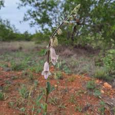 Image result for Aptosimum lineare