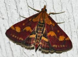 Image result for Pyrausta aerealis