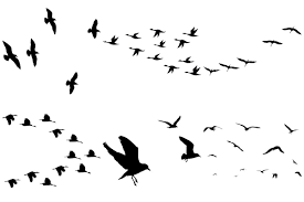 Flock Of Birds Overlay Ai Eps Png Graphic Illustration Flock Of Birds Card Making Kids