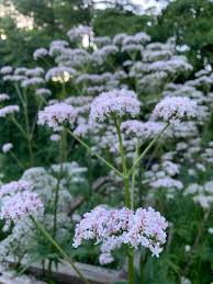 Image result for Valeriana