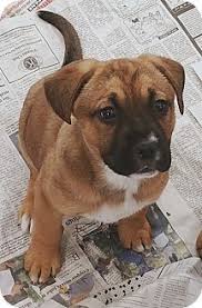 Black And White Boxer Puppies For Sale In California Stockton Ca German Shepherd Dog Boxer Mix Meet Bonnie A Puppy For Adoption German Shepherd Dogs Puppy Adoption Dogs