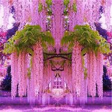 (flower) reproductive organ of angiosperm plants especially one having showy or colorful parts. Philippines Ready Stock 20pcs Bag Purple Wisteria Sinensis Seeds Climbing Plants Bonsai Home Garden Flower Seeds Rare Plants For Sale Easy To Planting In Local Lazada Ph