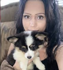 Border Collie Puppies For Sale in Klamath County