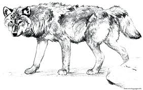 Free printable wolf coloring pages in the section wolves coloring pages we have collected a large number of. Wolves With Wings Posted By Christopher Sellers