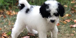 English teddybear goldendoodles available now! Red Goldendoodle Puppies In Michigan By Brooke View Doodles Red Mini Goldendoodles
