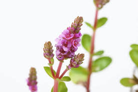 Image result for Rotala filiformis