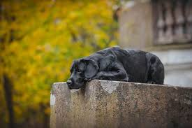 Maybe you would like to learn more about one of these? Hund Einschlafern Wurdevoll Verabschieden Tractive